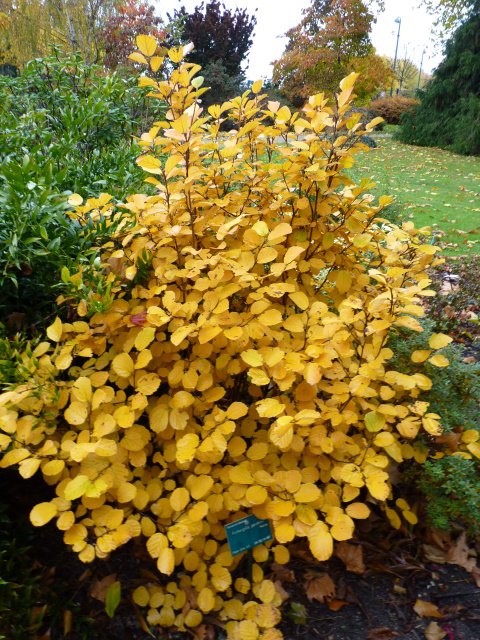 Fothergilla gardenii automne P28